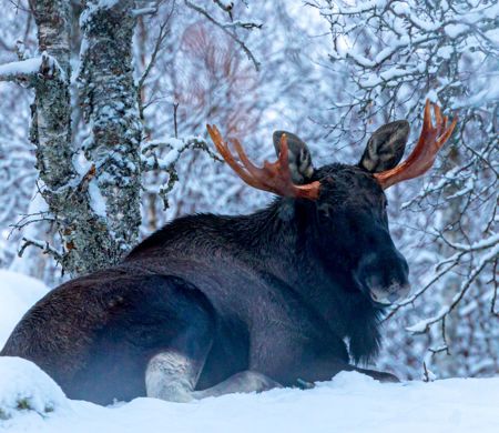 Fairy-tale winter adventure | Discover Norway, Discover Norway, aktiv ferie i Norge